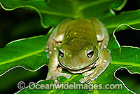 Green Tree Frog (Litoria caerulea). Found in a variety of habitats from dry interior to coast of north-western Western Australia, Northern Territory, Queensland, South Australia and New South Wales. Also found in southern New Guinea