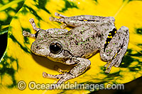Peron's Tree Frog (Litoria peronii). Found in a wide variety of habitats from dry inland areas to coast of south-eastern Queensland, New South Wales and Victoria, Australia