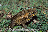 Cane Toad (Bufo marinus). Also known as Marine Toad. Queensland, Australia. Introduced to Australia in 1935 to combat Sugar Cane Beetles. Now a major pest species.