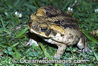 Cane Toad (Bufo marinus) - poised and inflated in defence. Also known as Marine Toad. Queensland, Australia. Introduced to Australia in 1935 to combat Sugar Cane Beetles. Now a major pest species.