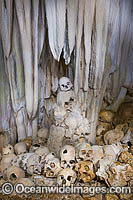 Native human skulls in a limestone cave, situated at Milne Bay, Papua New Guinea.