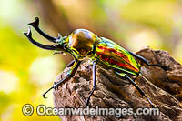 Rainbow Stag Beetle (Phalacrognathus muelleri). Found in the rainforests of northern Queensland, Australia. Also New Guinea.