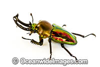 Rainbow Stag Beetle (Phalacrognathus muelleri). Found in the rainforests of northern Queensland, Australia. Also New Guinea.