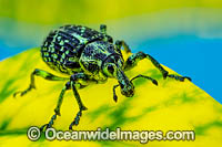 Botany Bay Diamond Weevil (Chrysolopus spectabilis). Also known as Botany Bay Diamond Beetle and Sapphire Weevil. Found in south-eastern Australia. Photo taken in Coffs Harbour, New South Wales, Australia.