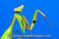 Praying Mantis (Tenodera sp.). Photo taken at Coffs Harbour, New South Wales, Australia.