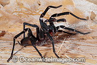 Burrowing Spider (Xamiatus kia), male. A member of the Nemesiidae family. Similar in appearance to Funnel-web Spider. Very little is known of this spider's natural history, including venom toxicity. Photo taken at Coffs Harbour, New South Wales, Australia