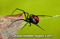 Red-back Spider (Latrodectus hasselti) - female. Highly venomous and deadly spider. New South Wales, Australia