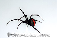 Red-back Spider (Latrodectus hasselti) - female. Highly venomous and deadly spider. New South Wales, Australia