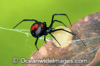 Red-back Spider (Latrodectus hasselti) - female with egg case. Highly venomous and deadly spider. New South Wales, Australia