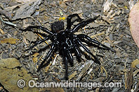 Sydney Funnel-web Spider (Atrax robustus) - male. One of the most venomous and deadly spiders in the world. Sydney, New South Wales, Australia
