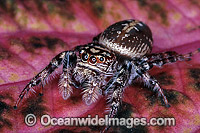 Garden Jumping Spider (Opisthoncus sp.) Family: Salticidae. Coffs Harbour, New South Wales, Australia