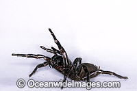 Sydney Funnel-web Spider (Atrax robustus) - female in defence posture. One of the most venomous and deadly spiders in the world. Sydney, New South Wales, Australia