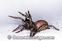 Sydney Funnel-web Spider (Atrax robustus) - female in defence posture. One of the most venomous and deadly spiders in the world. Sydney, New South Wales, Australia