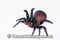 Eastern Mouse Spider (Missulena bradleyi), female. Whilst this species is venomous, venom is not always delivered during a bite and major symptoms may not occur. However, this is a dangerous species. Photo was taken at Coffs Harbour, NSW, Australia.