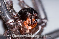 Trapdoor Spider (Misgolas sp.) - male in defence striking pose. Trapdoor Spiders are often mistaken for Funnel-web Spiders as they look very similar, however, unlike Funnel-web Spiders, Trapdoor Spider are not dangerous. Coffs Harbour, NSW, Australia