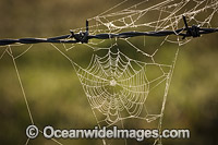 Spiders Web on a country farm property barbed-wire fence. Photo taken near Grafton, New South Wales, Australia.