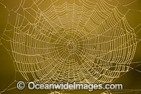 Spiders Web on a country farm property barbed-wire fence. Photo taken near Grafton, New South Wales, Australia.