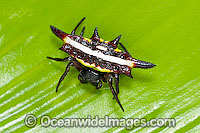 Spiny Spider (Gasteracantha fornicata). Australia's first documented spider was a Spiny, collected by Joseph Banks. Found throughout tropical Australia.