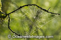 Spider web, situated in Mount Field National Park, Tasmania, Australia.