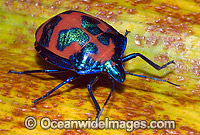 Harlequin Bug (Tectocoris diophthalmus). Coffs Harbour, New South Wales, Australia