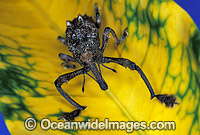 Curculion Weevil (Leptopius quadridens). Coffs Harbour, New South Wales, Australia