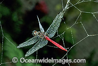 Scarlet Percher Dragonfly (Diplacodes haematodes) - male, caught in a Spider web. Coffs Harbour, New South Wales, Australia