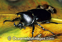 Rhinoceros Beetle (Xylotrupes gideon) - male. Also known as Elephant Beetle, Goliath Beetle and Hercules Beetle. Coffs Harbour, New South Wales, Australia