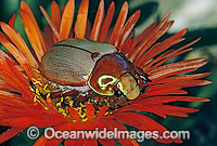 Christmas Beetle (Anoplognathus boisduvali). Coffs Harbour, New South Wales, Australia