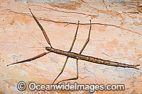 Titan Stick Insect (Acrophylla titan). Also known as Great Brown Stick Insect and Great Brown Phasma. Largest known insect in Australia. Photo taken in Coffs Harbour, New South Wales, Australia