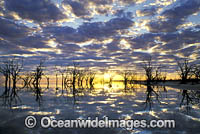 River Red-gum Trees and reflected cloud. Lake Menindee, Near Broken Hill, New South Wales, Australia
