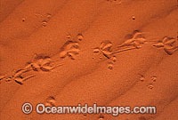 Lizard footprints on sand dune. Central Outback Australia