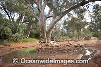 Black Hill Creek, near Silverton in outback New South Wales, Australia