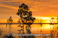 Scenic landscape showing Eucalyptus trees, possibly (Eucalyptus camaldulensis), silhouetted on Lake Menindee at dawn sunrise. Near Broken Hill, New South Wales, Australia