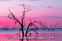 Scenic landscape showing dead River Red Gums (Eucalyptus camaldulensis), silhouetted on Lake Menindee at dusk. Near Broken Hill, New South Wales, Australia
