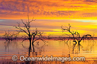 Scenic landscape showing dead River Red Gums (Eucalyptus camaldulensis), silhouetted on Lake Menindee at dawn sunrise. Near Broken Hill, New South Wales, Australia