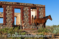 A Horse rests in the outback beside a Historic Building at Silverton, New South Wales, Australia.