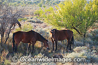 Semi wild Horse feeding on native bush in the outback, near Silverton, New South Wales, Australia.