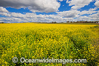 Field of Canola, photographed near Gunnedah, New South Wales, Australia.