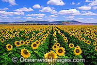 Australian landscape. Field of cultivated Sunflowers (Helianthus annuus). Spring Ridge, New South Wales, Australia