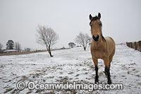 Horse standing in a field cloaked in snow. Guyra, New England Tableland, New South Wales, Australia.