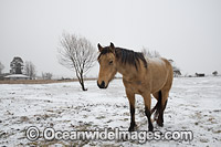 Horse standing in a field cloaked in snow. Guyra, New England Tableland, New South Wales, Australia.