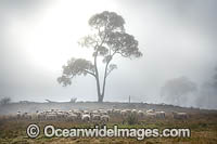 Flock of Sheep on country property cloaked in mist. New England Tableland, New South Wales, Australia.