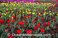Bed of multi-coloured Tulips and other flowers. Floriade Festival, Commonwealth Park, Canberra, Australian Capital City, Australia.