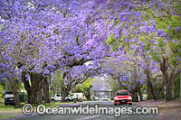Jacaranda Avenue, situated in Grafton City, New South Wales, Australia. The city of Grafton is the commercial hub of the Clarence River Valley, known as Jacaranda City.