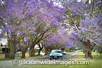 Jacaranda Avenue, situated in Grafton City, New South Wales, Australia. The city of Grafton is the commercial hub of the Clarence River Valley, known as Jacaranda City.