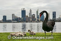 Black Swan (Cygnus atratus), parent birds with cygnets on the Swan River with Perth city in background. Perth, Western Australia.
