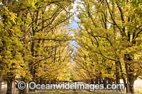 Country track lined with deciduous trees in Autumn, photographed Armidale, New England Tableland, New South Wales, Australia.