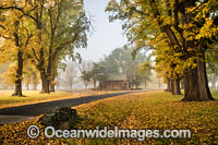 Autumn at Gostwyck Chapel surrounded by Elm trees, near Uralla, New England Tableland, New South Wales, Australia.