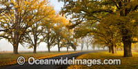 Country road lined with Elm trees in Autumn, near Uralla, New England Tableland, New South Wales, Australia.