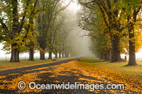 Country road lined with Elm trees in Autumn, near Uralla, New England Tableland, New South Wales, Australia.